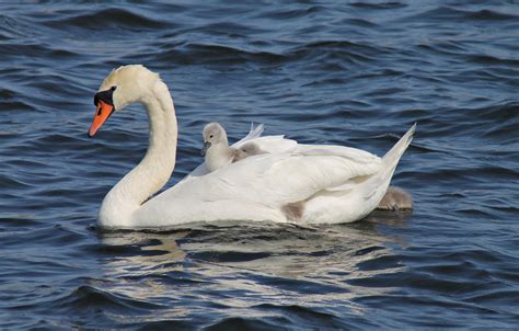 Mute swan female with her cygnets - ZooChat