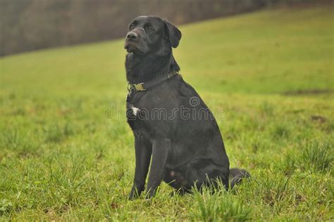 Romanian Raven Shepherd Dog Dog Breed Information, Puppies & Breeders - Dogs Australia