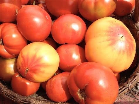 What Are Heirloom Tomatoes? - Kristys Barn