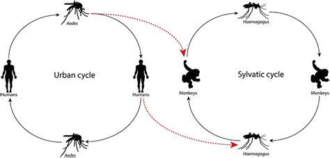 Yellow Fever: Mode of Transmission, Causes, Symptoms, Diagnosis, Treatment And Prevention