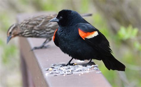 Red Winged Blackbird | Birds of Pennsylvania | Red wing blackbird, Black bird, Birds