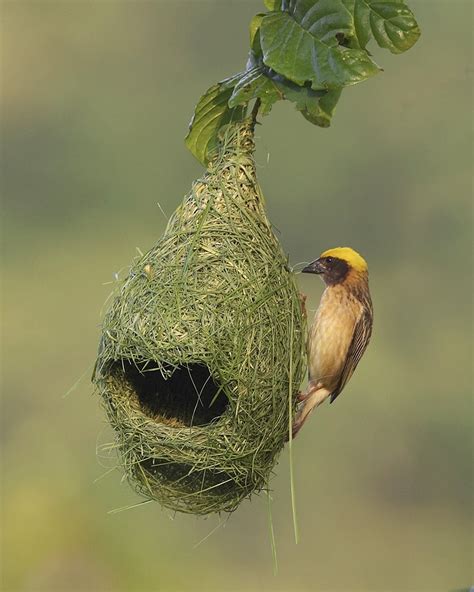 10 Totally Unusual Bird Nests From Around the World | Featured Creature