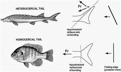 JCU Aquatic Resources : Catch of the Day: The Fish Families of Ohio