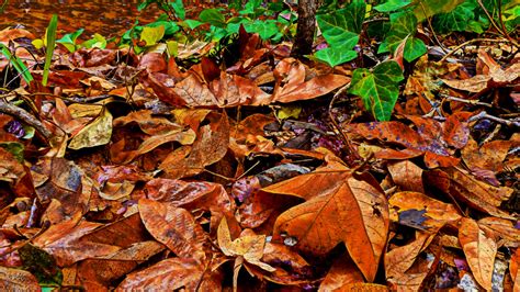 Orange Leaves And Ivy Background Free Stock Photo - Public Domain Pictures