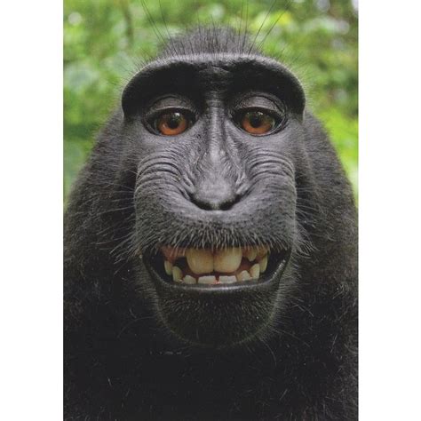 Funny Face Monkey Witzigger Affe Ape Comic German Animal Postcard on ...