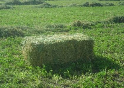 Lucerne Hay Conventional Small Square Bale - Forbes Lucerne