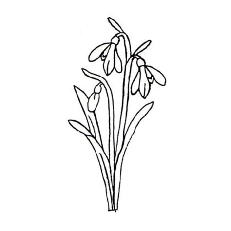 Snowdrop Drawing at GetDrawings | Free download