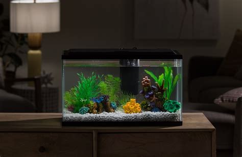 Top 18 best fish for 5 gallon tank 2022