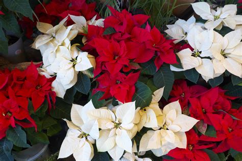 Poinsettia Meaning & Symbolism Across Cultures | Bouqs Blog