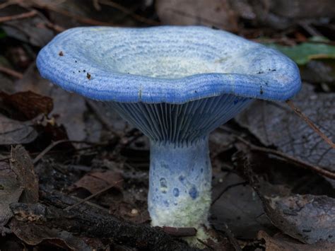 Mushroom identification - Mushroom World