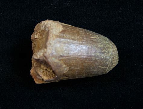 1" Cretaceous Fossil Crocodile Tooth - Morocco For Sale (#10048 ...