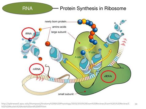 PPT - CHAPTER 22: Nucleic Acids & Protein Synthesis General, Organic ...