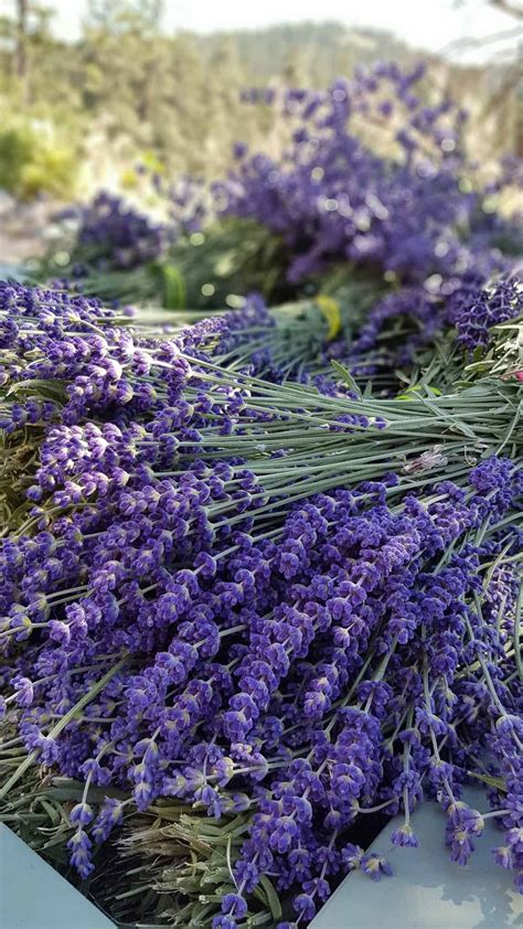 Lavender Farm : Summer 2018