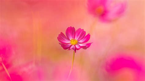 Pink Flower Desktop Background Hd | Best Flower Site