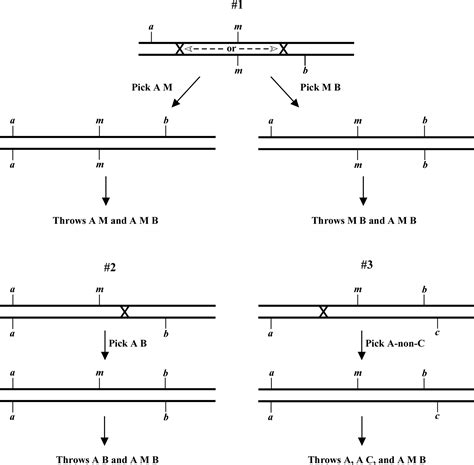 Genetic mapping and manipulation: Chapter 5-SNPs: Three-point mapping