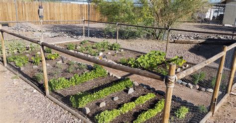 11 Vegetables That Grow Well In Arizona - The Garden Magazine