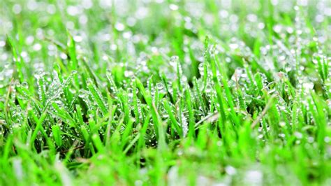 Remove Dew from Turf is Important to Reduce Disease Pressure | ICL