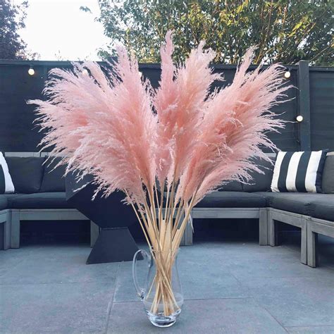 Fluffy Pink Pampas Grass for Home Decor Tall Pampas Reed | Etsy New Zealand