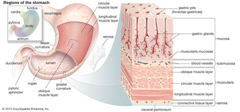 Pin on stomach issues