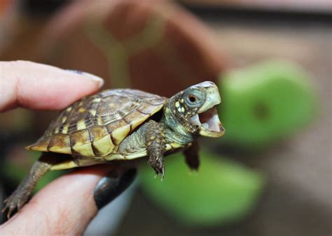 25+ best ideas about Baby turtles on Pinterest | Cute turtles, Pictures of sea turtles and Turtles