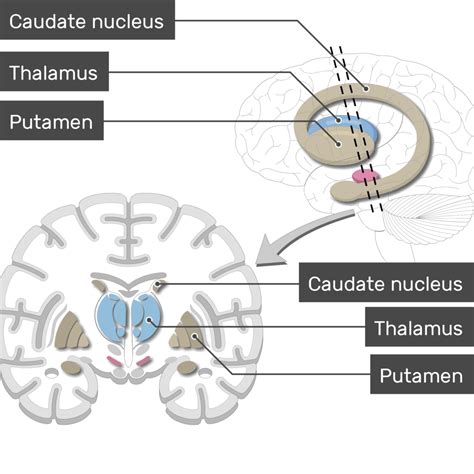 Caudate Nucleus And Thalamus