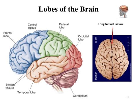 Brain Anatomy