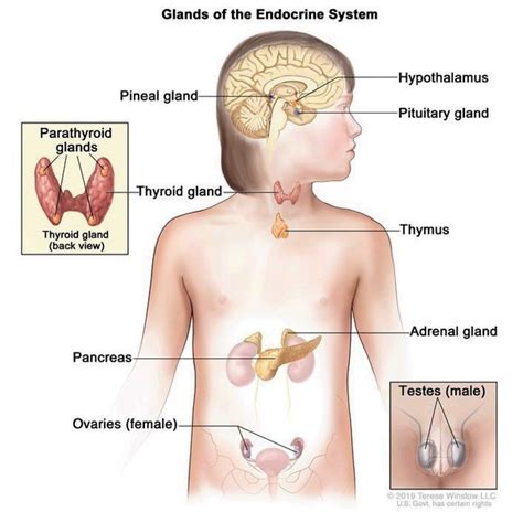 Woodhouse-Sakati syndrome: MedlinePlus Genetics