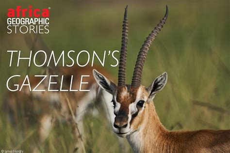 Thomson’s gazelle - underappreciated speedster - Africa Geographic