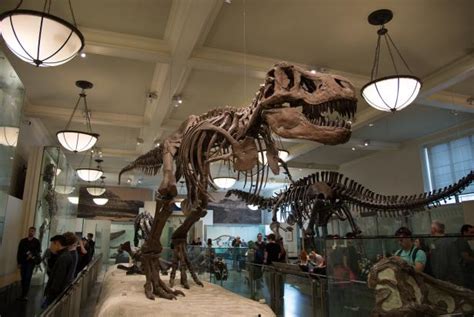 Visit New York City's American Museum of Natural History from Home | Travel and Exploration ...