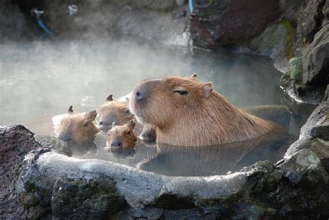 Capybara and babies having a swim. | Capybara, Cute animals, Animals beautiful