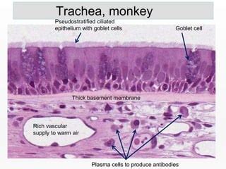 Trachea Histology Goblet Cells