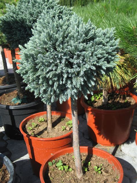 JUNIPERUS SQUAMATA BLUE STAR - Rasadnik Manojlović