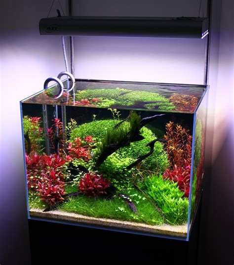 Dutch-ish reprise NOW 'Ohko Ocean' | Aquascape aquarium, Aquascape ...