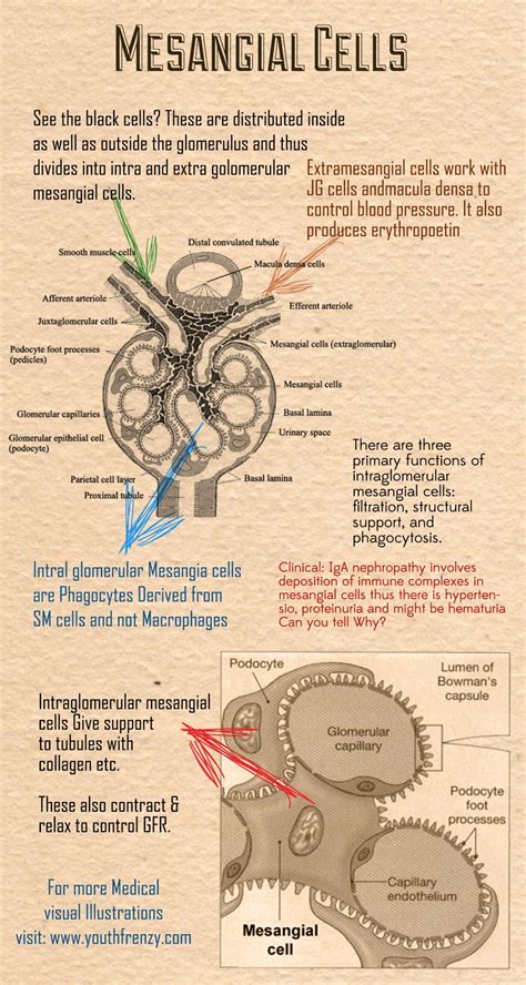 Function of Mesangial Cells in #Kidney Repinned to Dating4Disabled http://www.dating4disabled ...