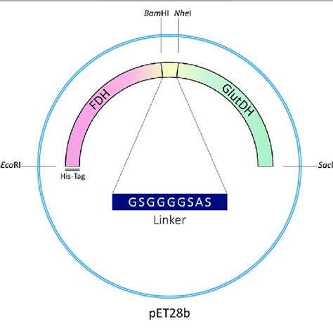 | Genetic construction of the recombinant fusion protein. | Download ...