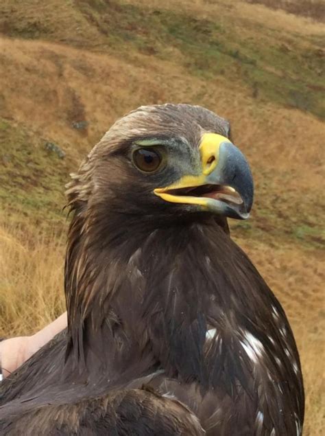 For golden eagles, habitat loss, not deadly blades, is the main threat posed wind farms - UPI.com