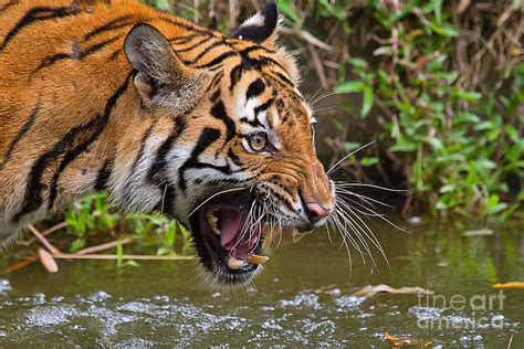 Snarling Tiger Photograph by Louise Heusinkveld