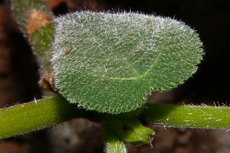 Dendrocnide moroides leaf surface stingers P1100876 | Flickr