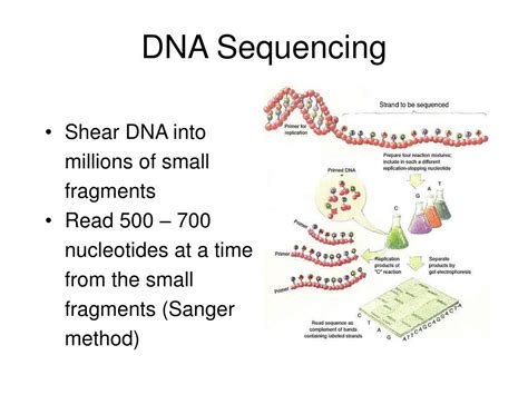 PPT - Graphs and DNA sequencing PowerPoint Presentation, free download ...