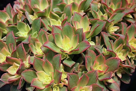 Aeonium varieties ID'd by succulent author Debra Lee Baldwin Succulent ...