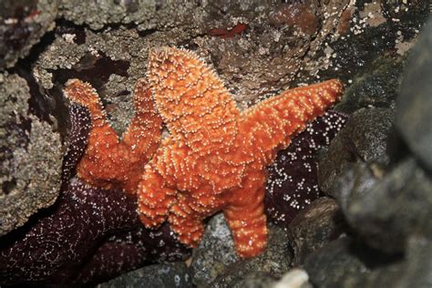 Ochre Sea Star - Mayne Island Conservancy