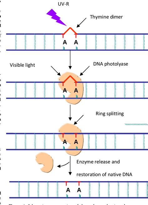 Thymine Dimer Mutation