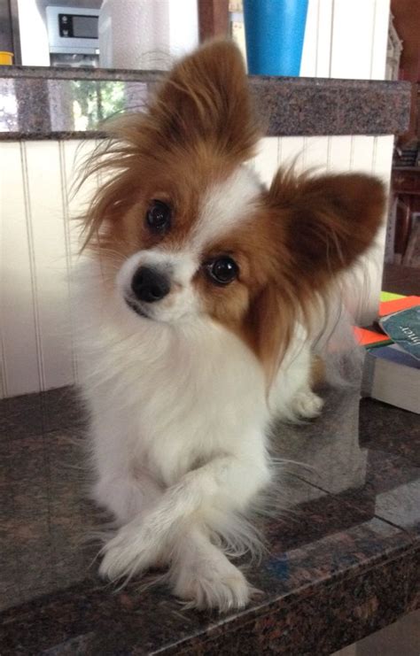 Papillon dog breed information – Artofit