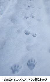 Raccoon Tracks Snow Royalty-Free Images, Stock Photos & Pictures ...