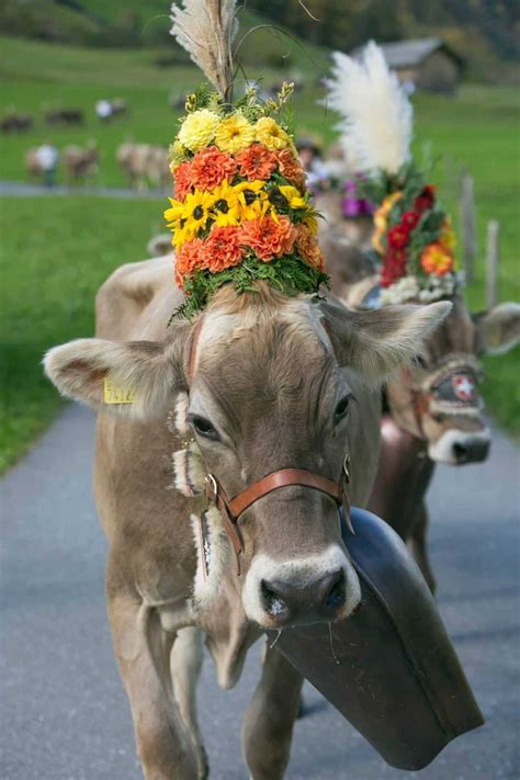 Cow Parade and Cheese Market in Elm Switzerland - NewinZurich - Your ...