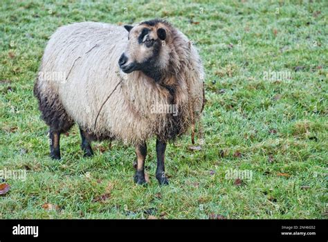 Welsh mountain,The Badger Face Welsh Mountain is a distinct variety of ...