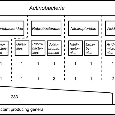 Systematic classification of the class Actinobacteria including... | Download Scientific Diagram