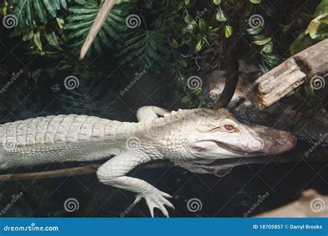 Albino Crocodile stock image. Image of scales, reptile - 18705857