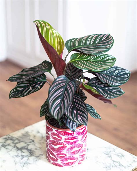 Calathea Propagation