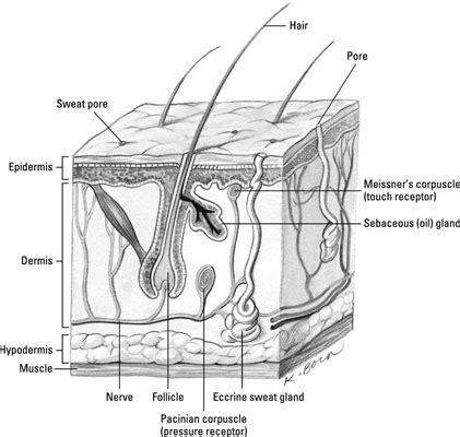 Getting into Your Skin: Epithelial Tissue - dummies